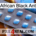 African Black Ant viagra3